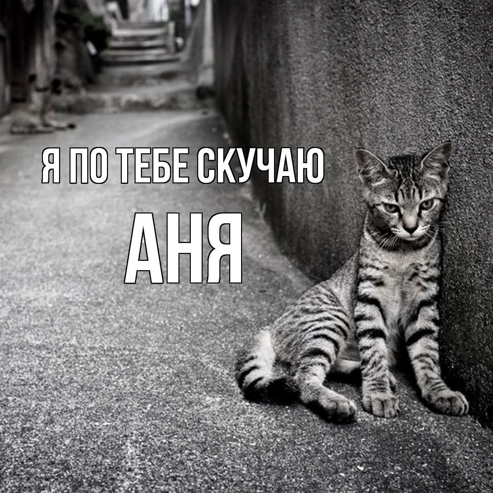 Открытка на каждый день с именем, Аня Я по тебе скучаю одиноко котику Прикольная открытка с пожеланием онлайн скачать бесплатно 