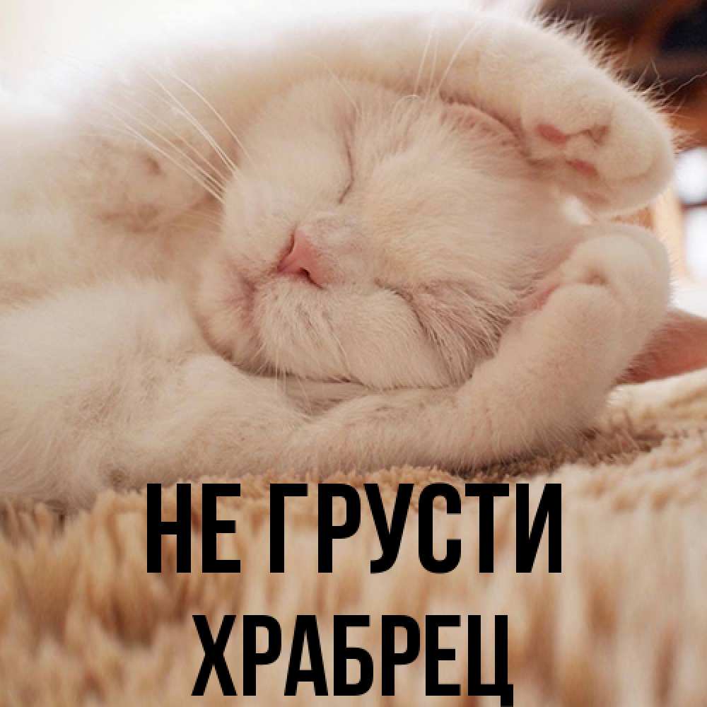 Открытка на каждый день с именем, Храбрец Не грусти Котенок спит Прикольная открытка с пожеланием онлайн скачать бесплатно 