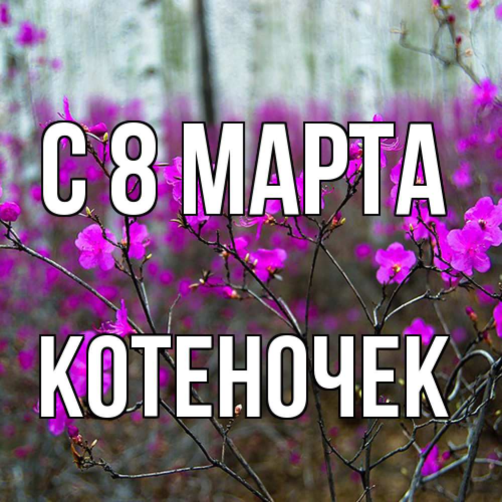 Открытка на каждый день с именем, Котеночек C 8 МАРТА дикие цветы Прикольная открытка с пожеланием онлайн скачать бесплатно 