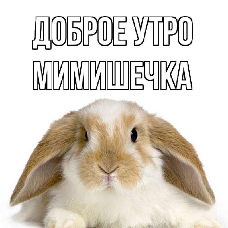 Картинка Доброе утро, мимишечка