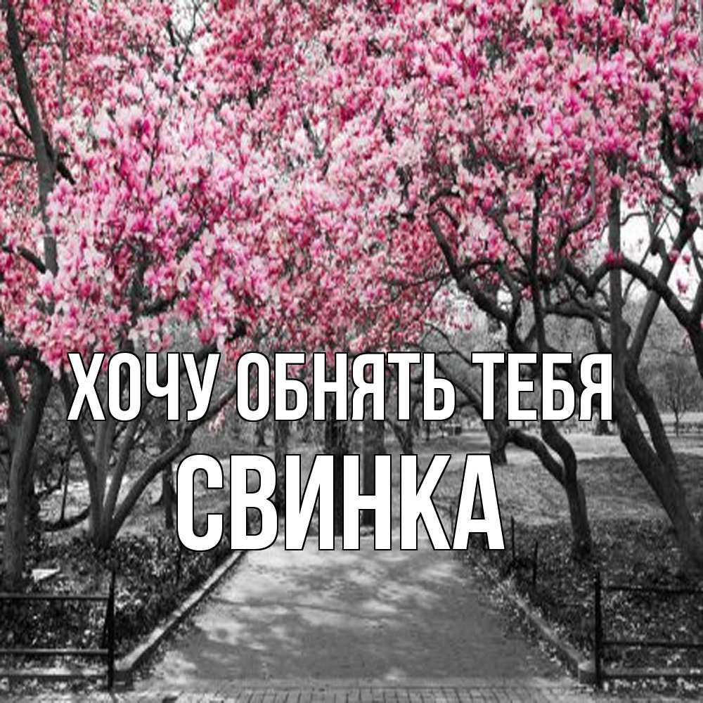 Открытка на каждый день с именем, Свинка Хочу обнять тебя обработанное фото Прикольная открытка с пожеланием онлайн скачать бесплатно 