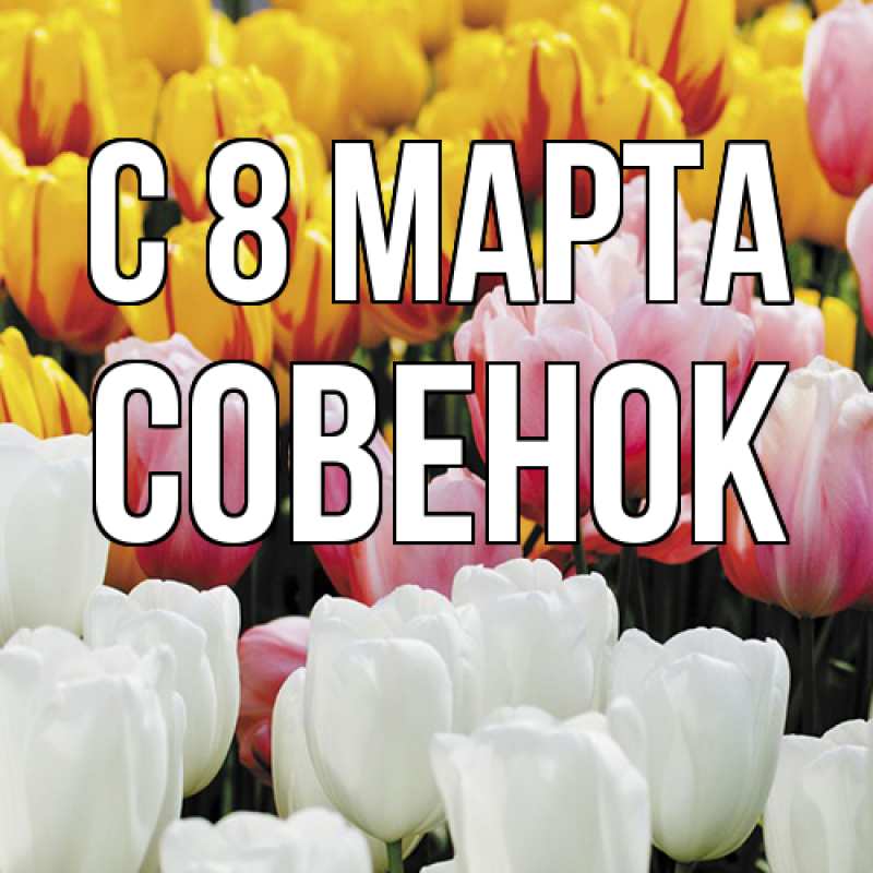 Картинка C 8 МАРТА, совенок