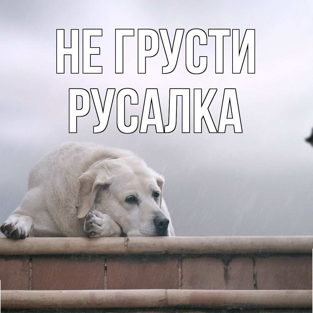 Открытка на каждый день с именем, Русалка Не грусти белый пес 1 Прикольная открытка с пожеланием онлайн скачать бесплатно 