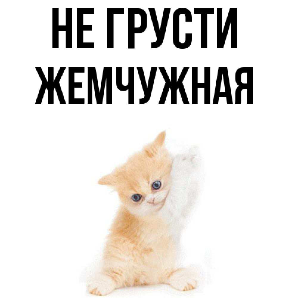 Открытка на каждый день с именем, Жемчужная Не грусти просящий кот Прикольная открытка с пожеланием онлайн скачать бесплатно 