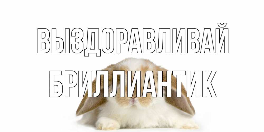 Открытка на каждый день с именем, Бриллиантик Выздоравливай вислоухий кролик белого и коричневого цвета Прикольная открытка с пожеланием онлайн скачать бесплатно 