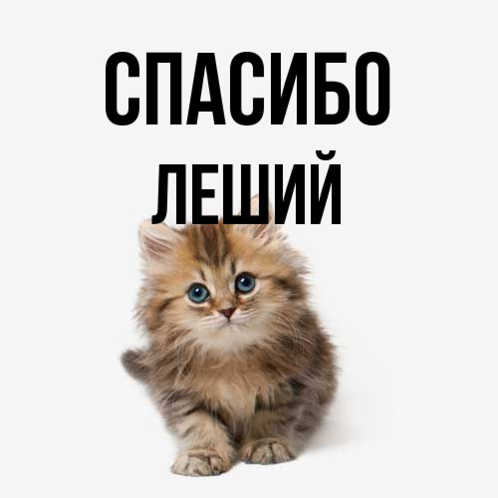 Открытка на каждый день с именем, Леший Спасибо пушистый котик Прикольная открытка с пожеланием онлайн скачать бесплатно 