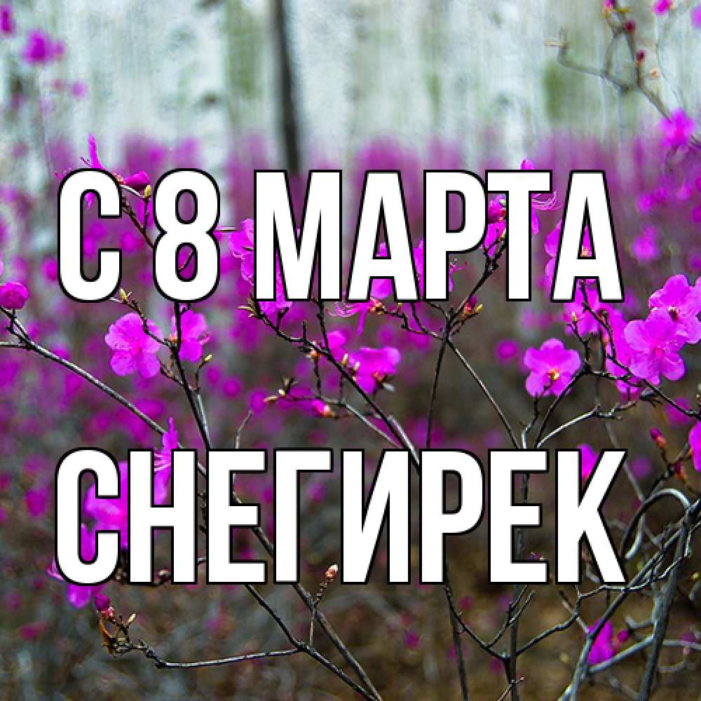 Открытка на каждый день с именем, снегирек C 8 МАРТА дикие цветы Прикольная открытка с пожеланием онлайн скачать бесплатно 