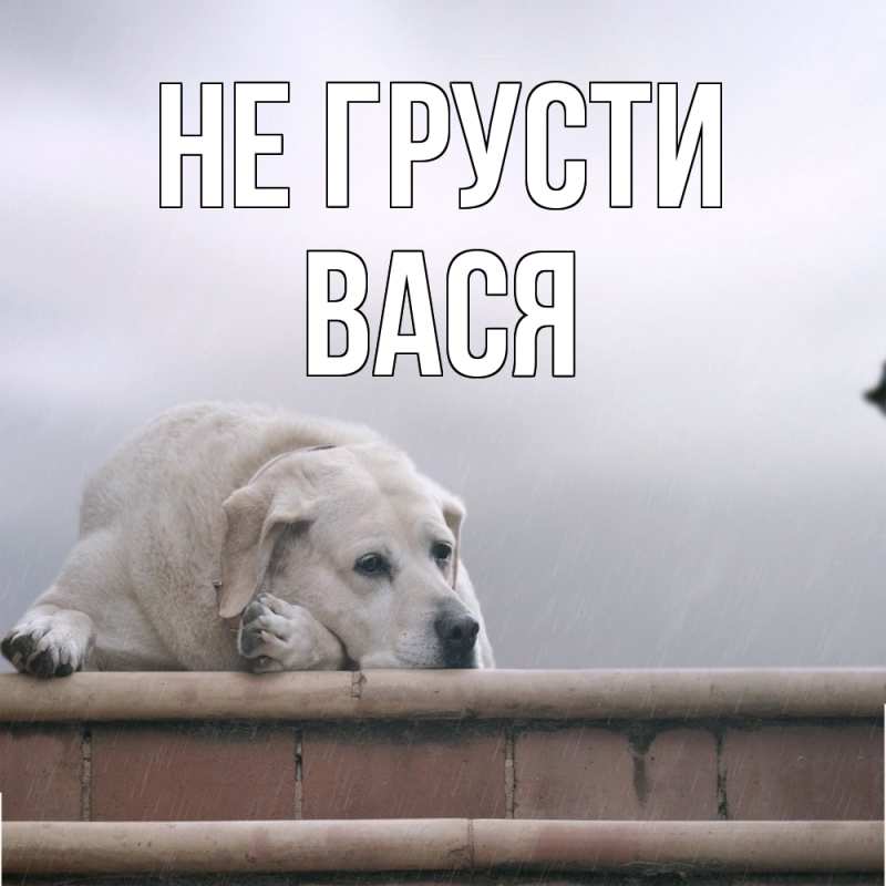 Картинка Не грусти, Вася