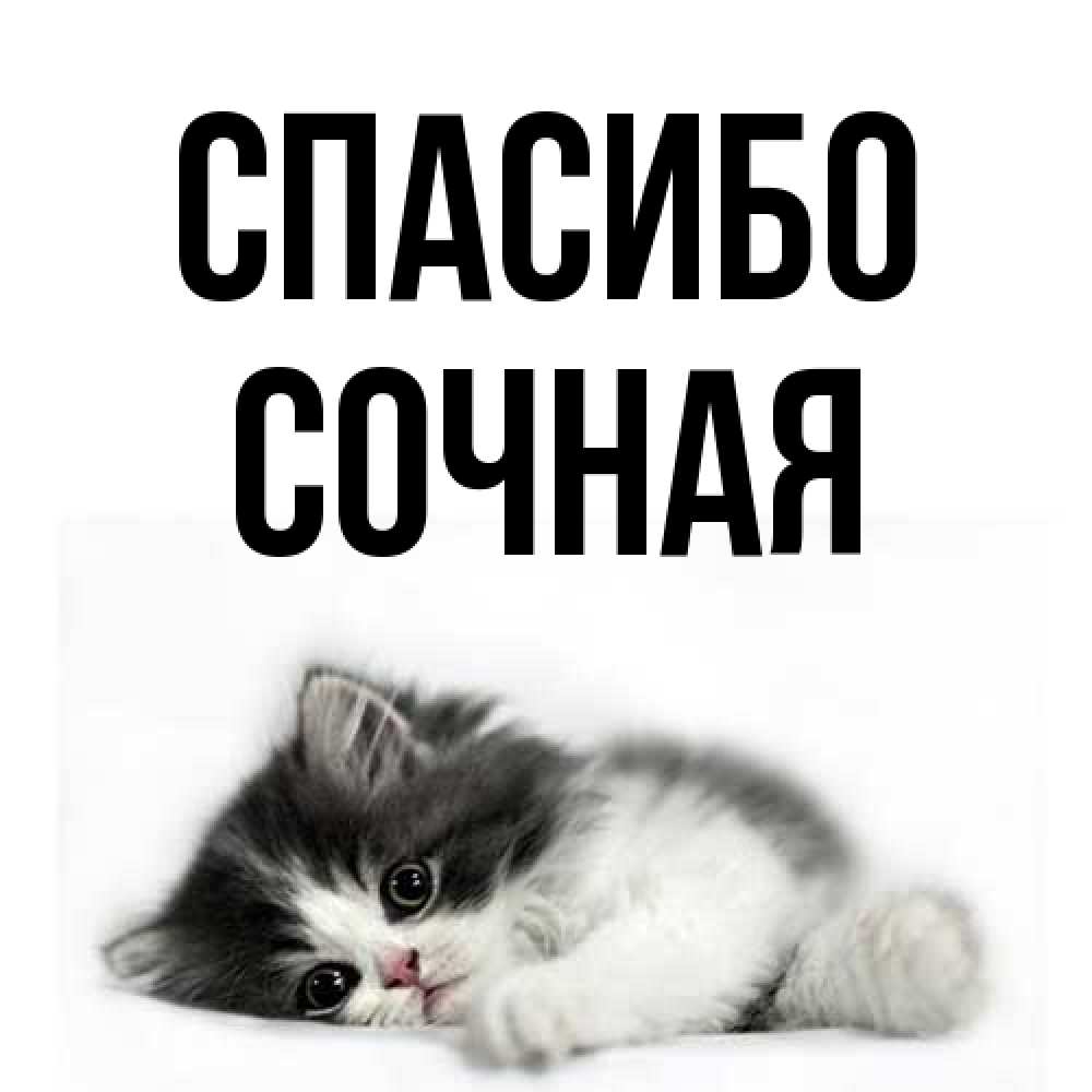 Открытка на каждый день с именем, Сочная Спасибо черный и белый кот Прикольная открытка с пожеланием онлайн скачать бесплатно 