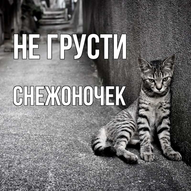 Картинка Не грусти, Снежоночек