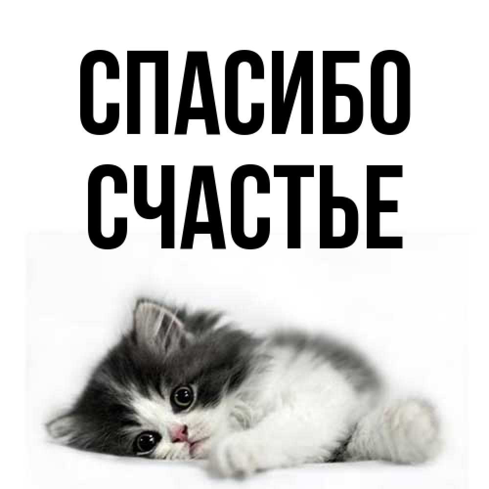 Открытка на каждый день с именем, счастье Спасибо черный и белый кот Прикольная открытка с пожеланием онлайн скачать бесплатно 