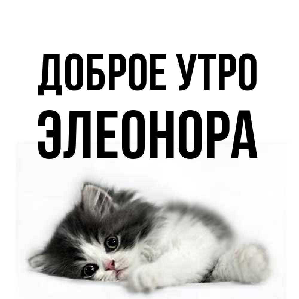 Открытка на каждый день с именем, Элеонора Доброе утро кот лапки Прикольная открытка с пожеланием онлайн скачать бесплатно 