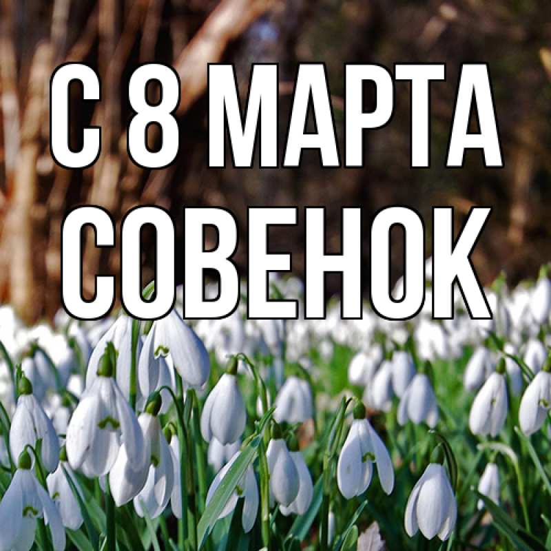 Картинка C 8 МАРТА, совенок