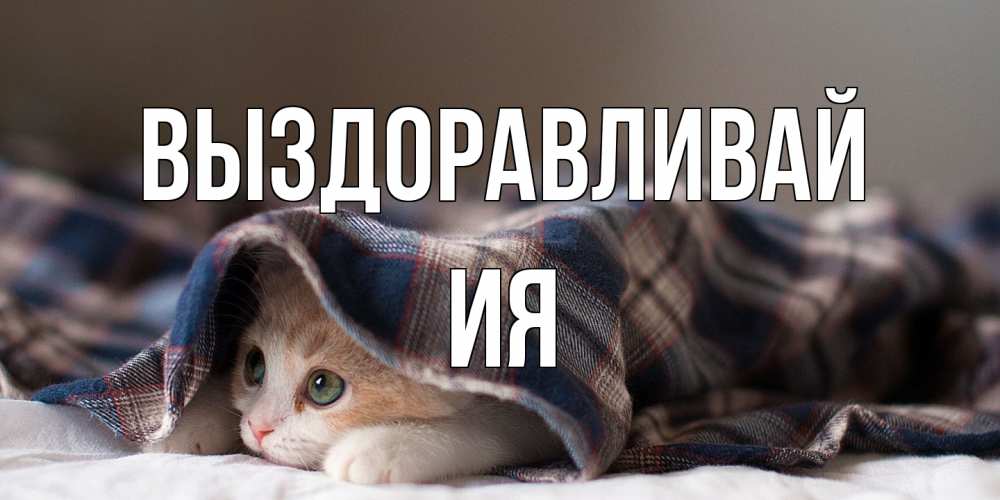 Открытка на каждый день с именем, Ия Выздоравливай не болейте с котиком Прикольная открытка с пожеланием онлайн скачать бесплатно 