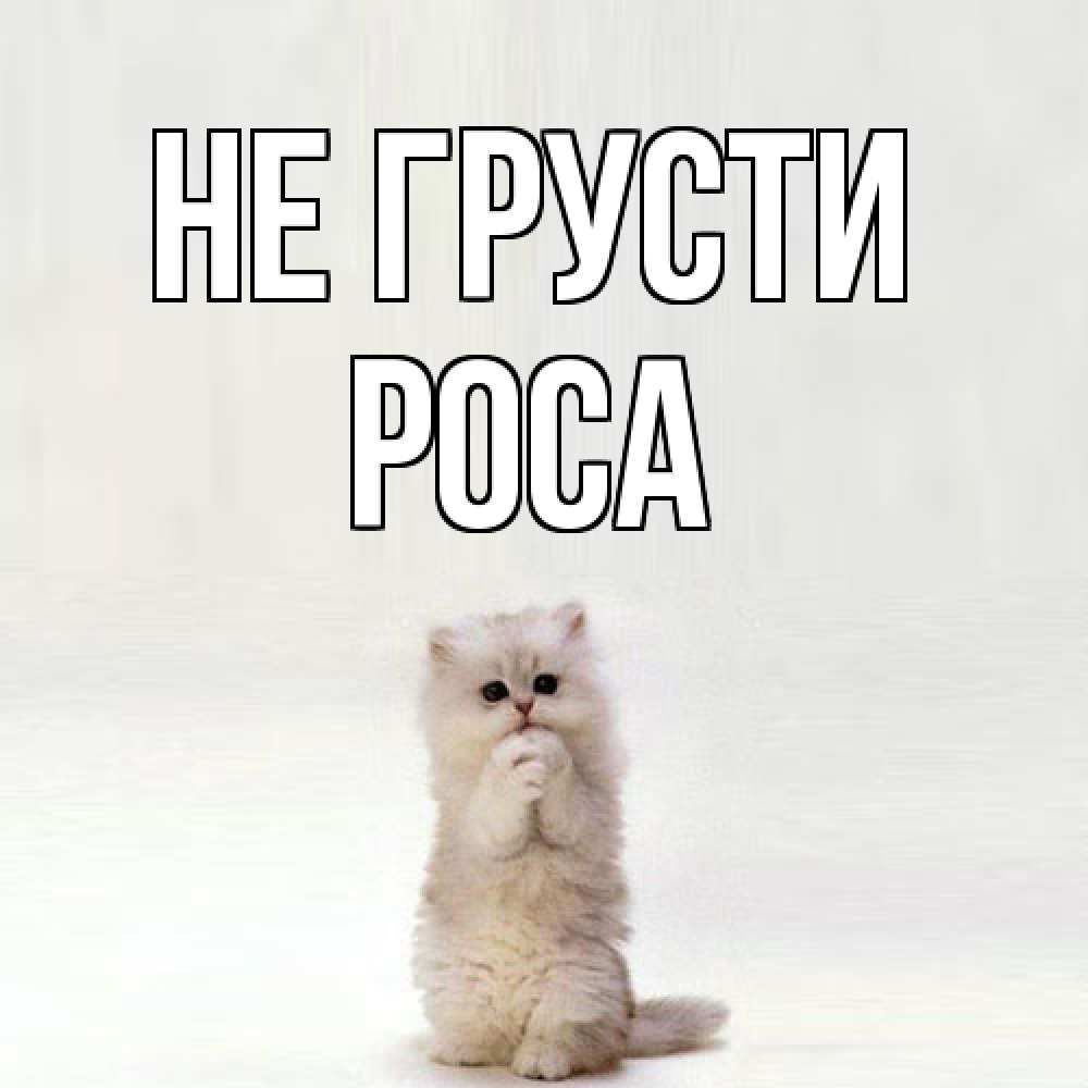 Открытка на каждый день с именем, Роса Не грусти грустный кот Прикольная открытка с пожеланием онлайн скачать бесплатно 
