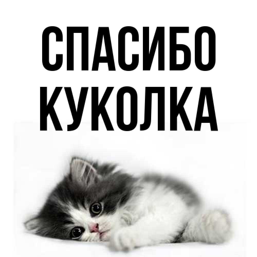 Открытка на каждый день с именем, Куколка Спасибо черный и белый кот Прикольная открытка с пожеланием онлайн скачать бесплатно 