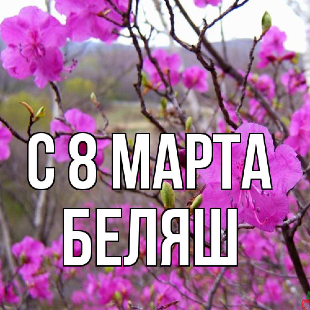 Открытка на каждый день с именем, Беляш C 8 МАРТА международный женский день Прикольная открытка с пожеланием онлайн скачать бесплатно 