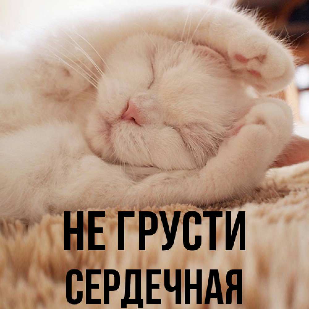 Открытка на каждый день с именем, Сеpдечная Не грусти Котенок спит Прикольная открытка с пожеланием онлайн скачать бесплатно 