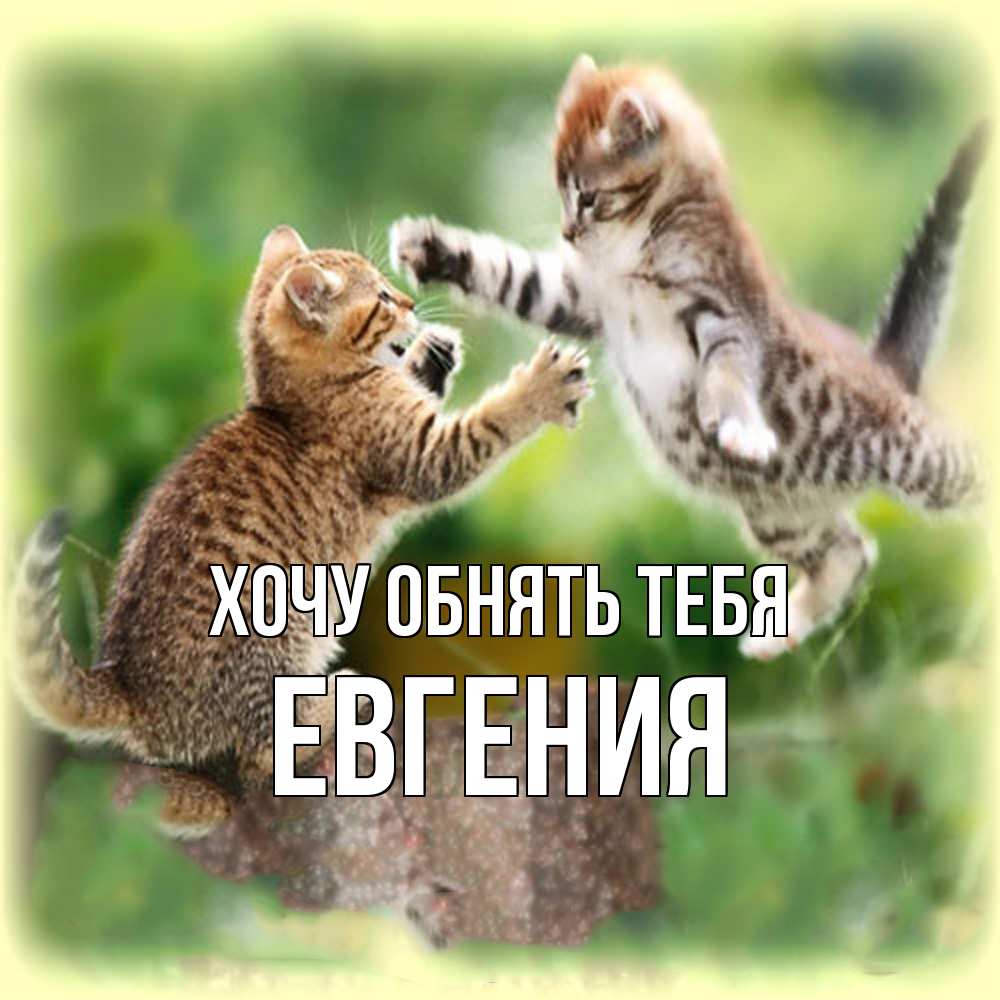 Открытка на каждый день с именем, Евгения Хочу обнять тебя игры котят Прикольная открытка с пожеланием онлайн скачать бесплатно 