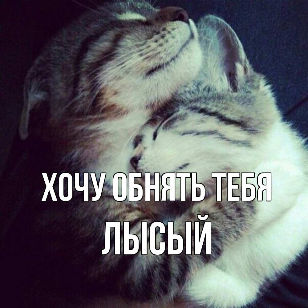 Открытка на каждый день с именем, Лысый Хочу обнять тебя полосатики Прикольная открытка с пожеланием онлайн скачать бесплатно 