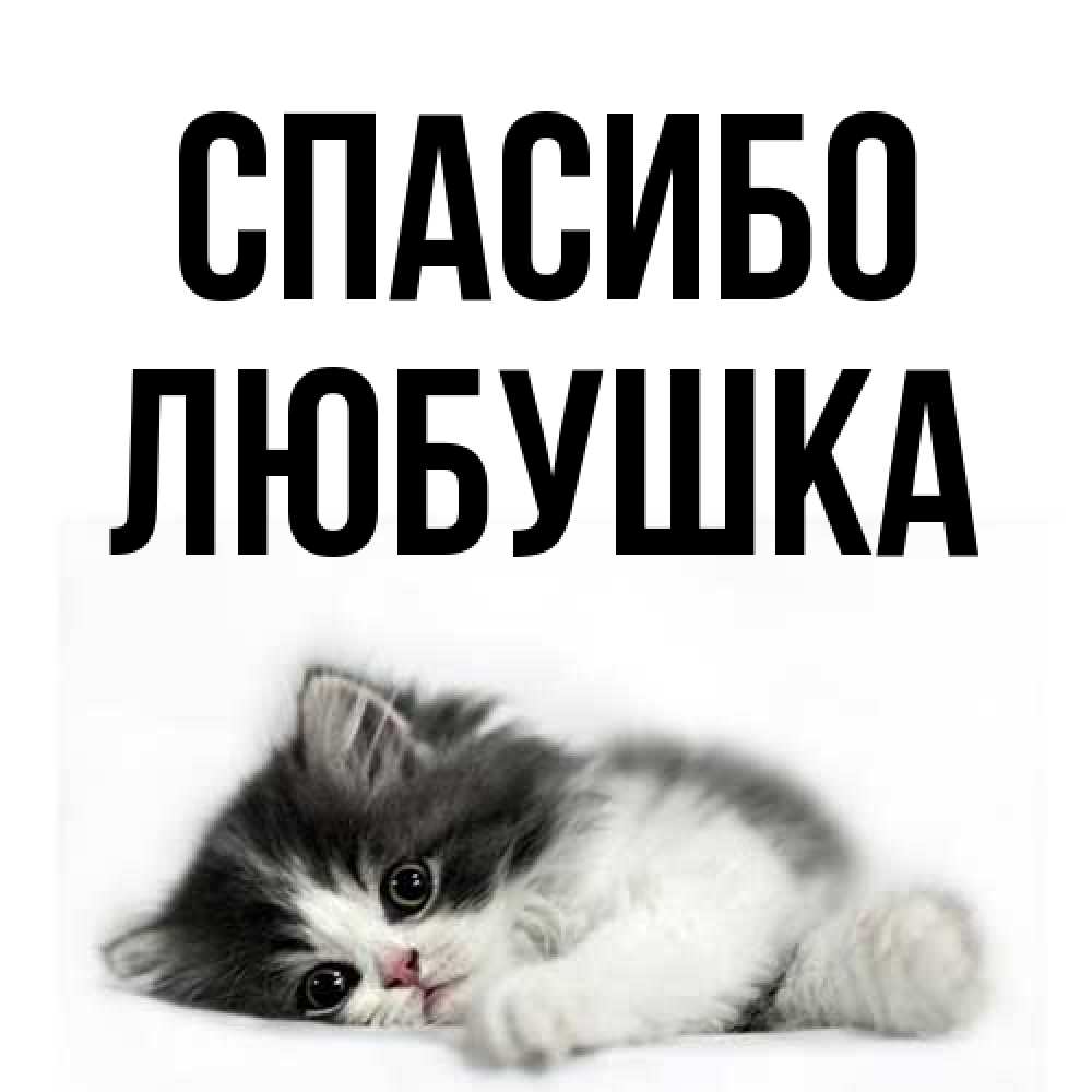 Открытка на каждый день с именем, Любушка Спасибо черный и белый кот Прикольная открытка с пожеланием онлайн скачать бесплатно 
