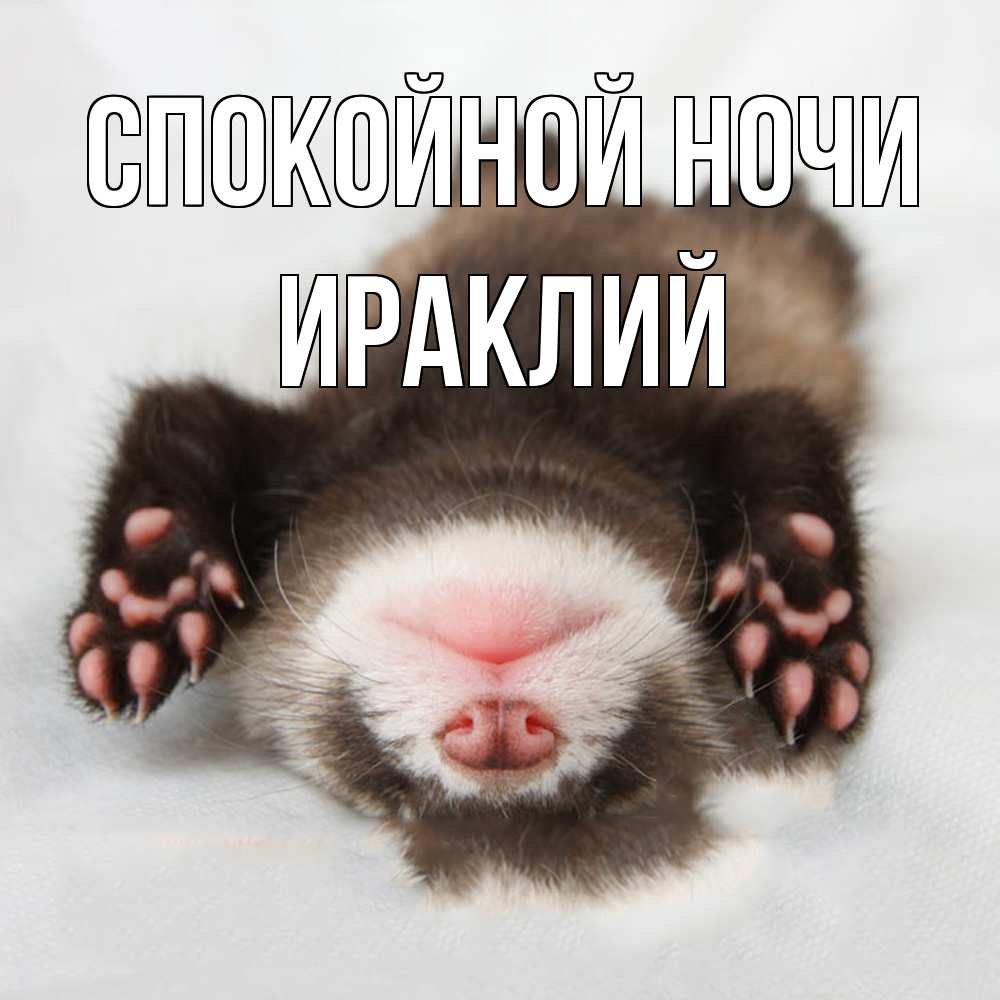 Открытка на каждый день с именем, Ираклий Спокойной ночи зверек Прикольная открытка с пожеланием онлайн скачать бесплатно 
