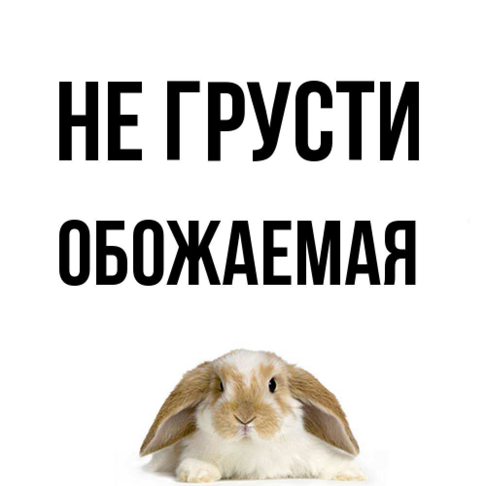 Открытка на каждый день с именем, обожаемая Не грусти коричнево белый заяц с большими ушками Прикольная открытка с пожеланием онлайн скачать бесплатно 