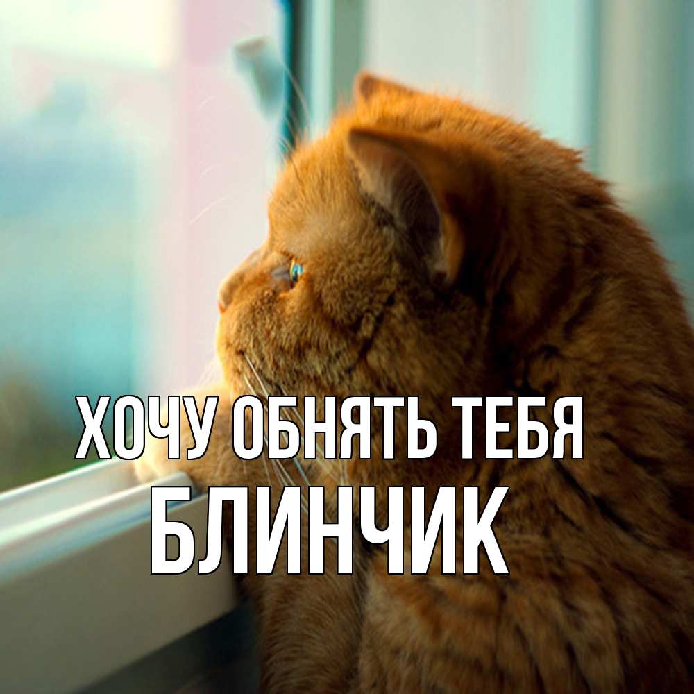 Открытка на каждый день с именем, Блинчик Хочу обнять тебя большой огромный рыжий котяра Прикольная открытка с пожеланием онлайн скачать бесплатно 