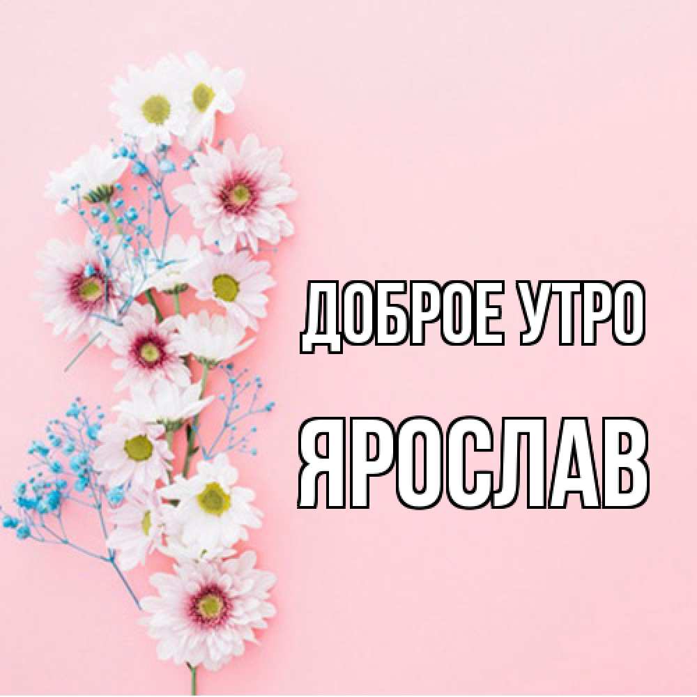 Открытка на каждый день с именем, Ярослав Доброе утро цветы с подписью Прикольная открытка с пожеланием онлайн скачать бесплатно 