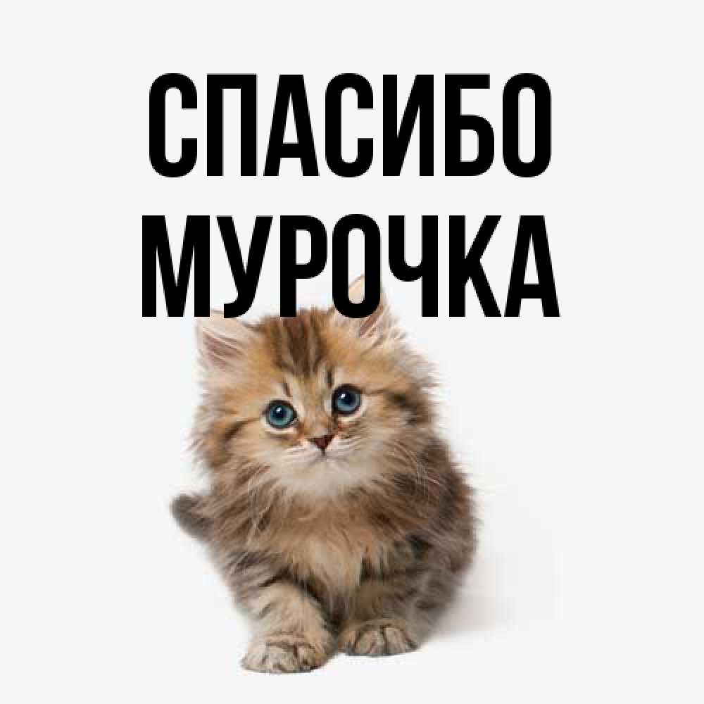 Открытка на каждый день с именем, Мурочка Спасибо пушистый котик Прикольная открытка с пожеланием онлайн скачать бесплатно 