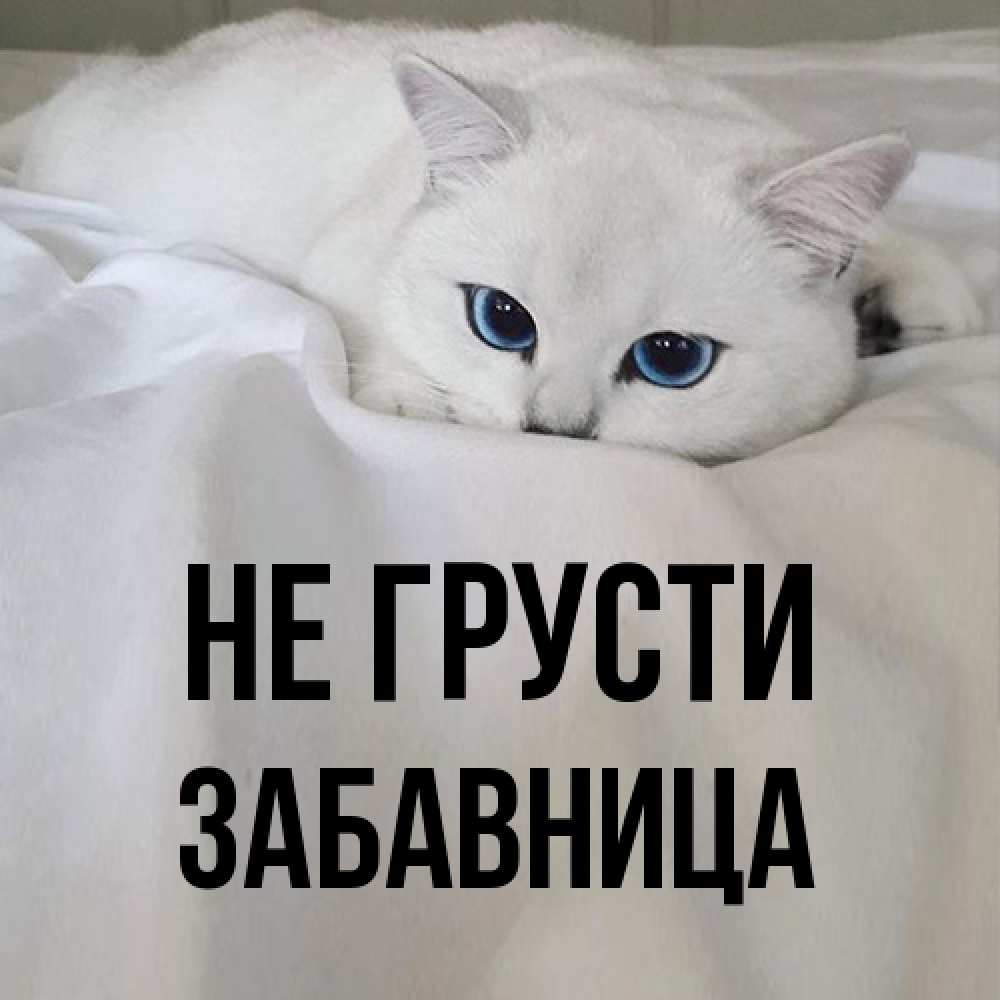 Открытка на каждый день с именем, Забавница Не грусти Голубоглазая кошка Прикольная открытка с пожеланием онлайн скачать бесплатно 