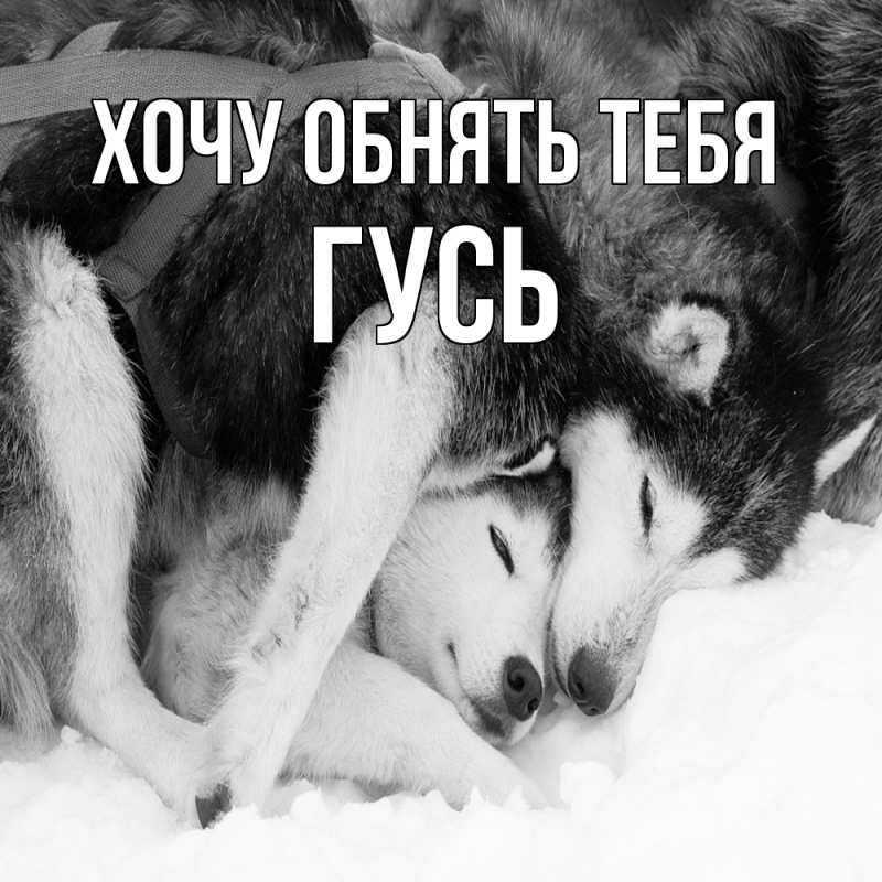 Картинка Хочу обнять тебя, Гусь