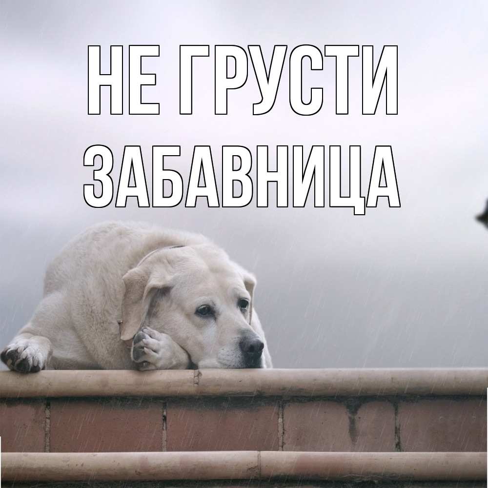 Открытка на каждый день с именем, Забавница Не грусти белый пес 1 Прикольная открытка с пожеланием онлайн скачать бесплатно 