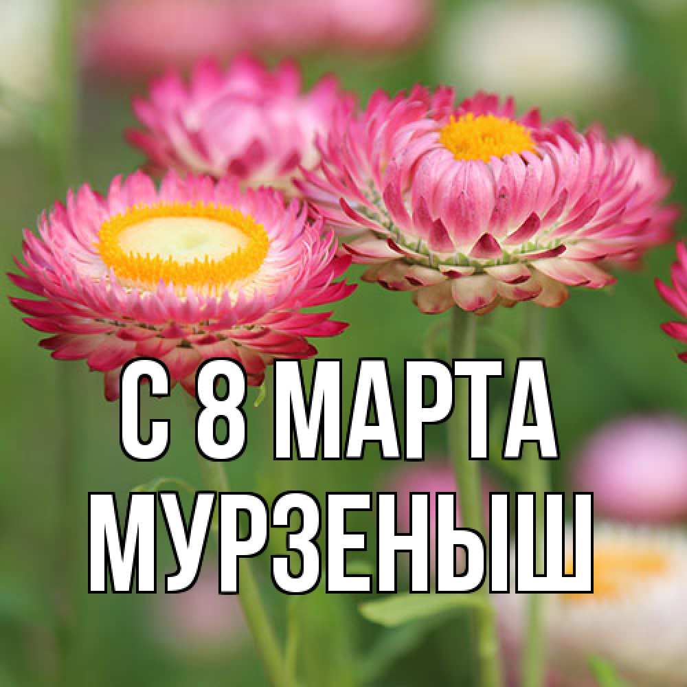 Открытка на каждый день с именем, мурзеныш C 8 МАРТА подарок на международный женский день Прикольная открытка с пожеланием онлайн скачать бесплатно 