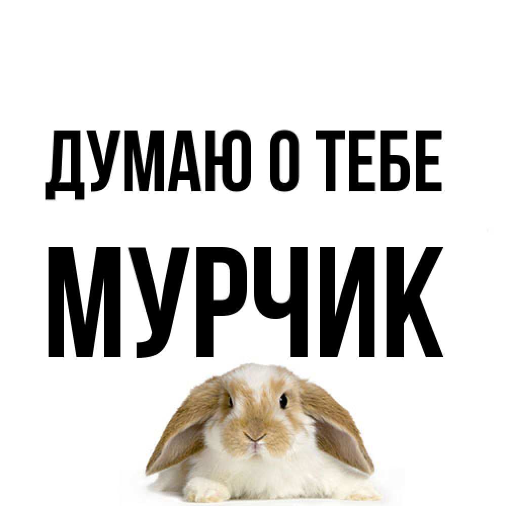 Открытка на каждый день с именем, Мурчик Думаю о тебе подписать своими руками онлайн Прикольная открытка с пожеланием онлайн скачать бесплатно 