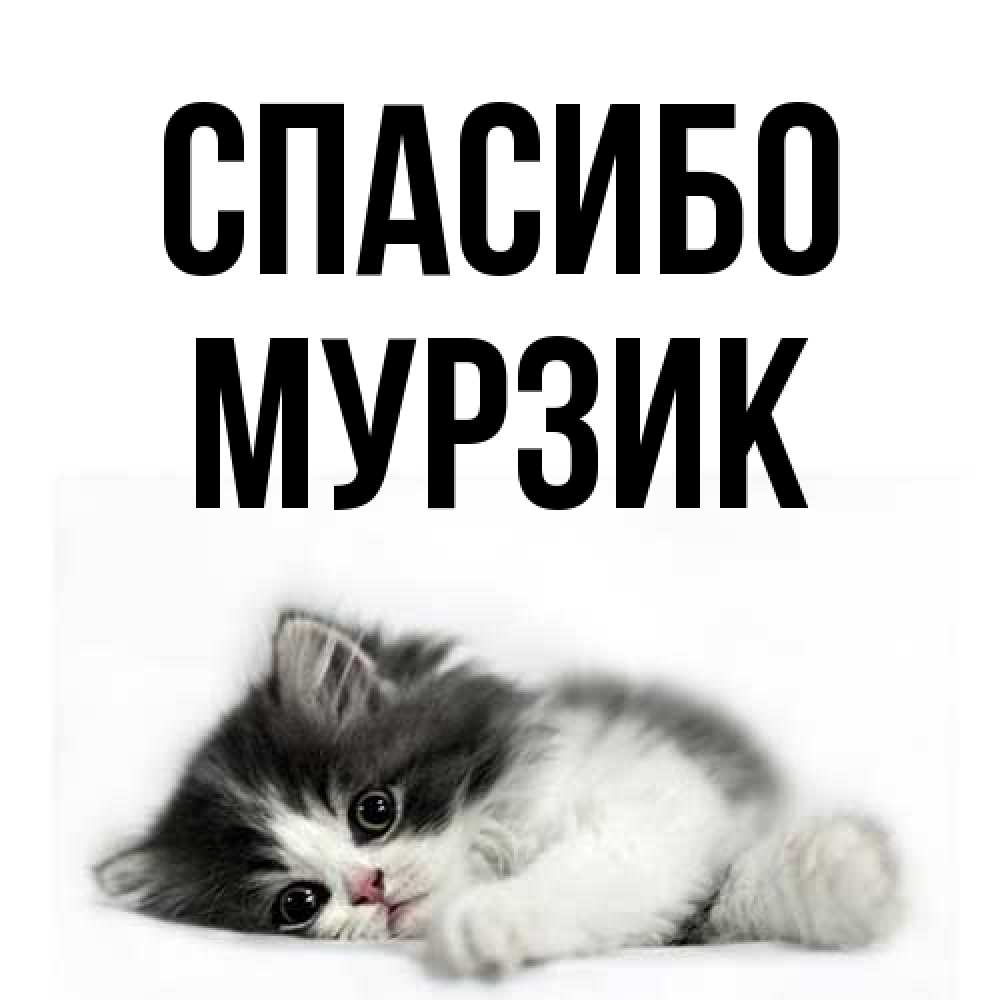 Открытка на каждый день с именем, Муpзик Спасибо черный и белый кот Прикольная открытка с пожеланием онлайн скачать бесплатно 
