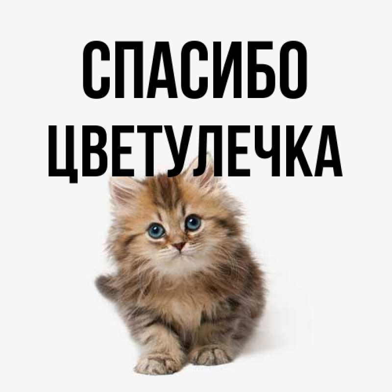 Картинка Спасибо, Цветулечка