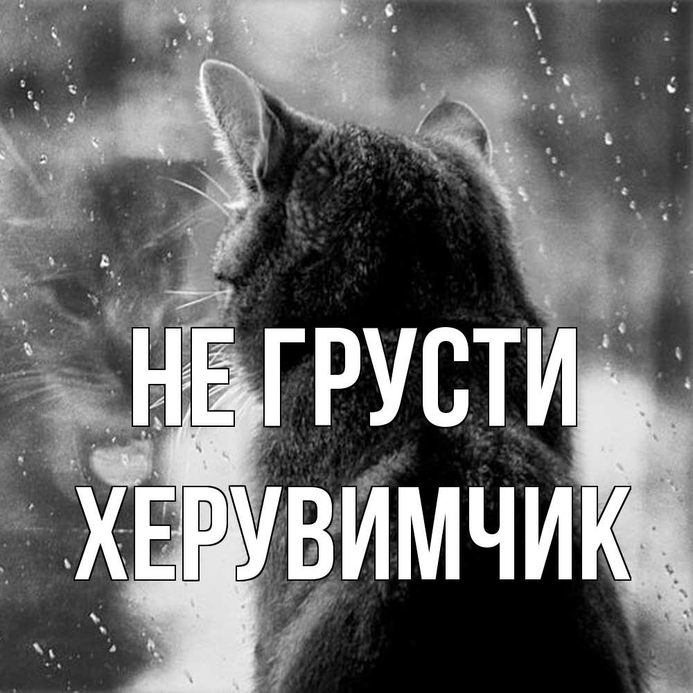 Открытка на каждый день с именем, Хеpувимчик Не грусти отражение кота 1 Прикольная открытка с пожеланием онлайн скачать бесплатно 