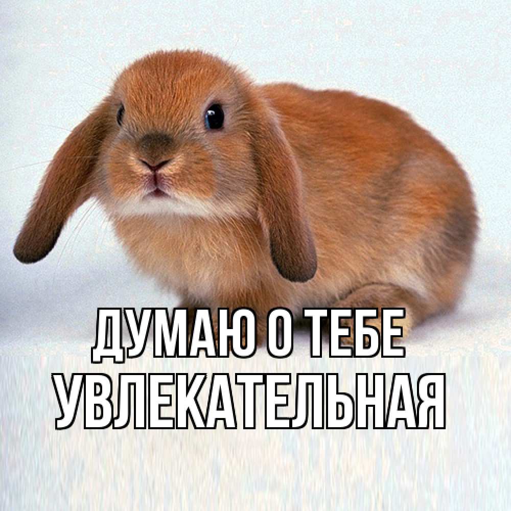 Открытка на каждый день с именем, Увлекательная Думаю о тебе кроль коричневый Прикольная открытка с пожеланием онлайн скачать бесплатно 