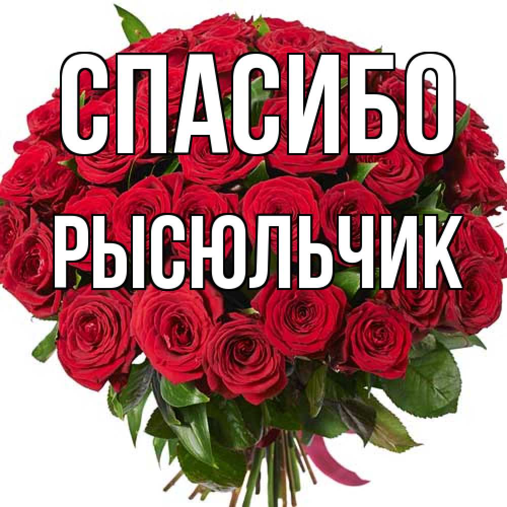 Открытка на каждый день с именем, Рысюльчик Спасибо букет красных роз Прикольная открытка с пожеланием онлайн скачать бесплатно 