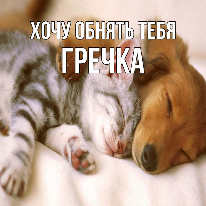 Картинка Хочу обнять тебя, Гречка