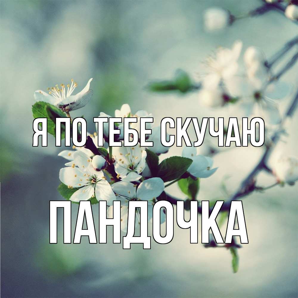 Открытка на каждый день с именем, пандочка Я по тебе скучаю весна Прикольная открытка с пожеланием онлайн скачать бесплатно 