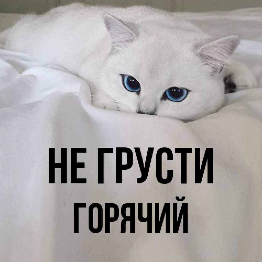 Открытка на каждый день с именем, Горячий Не грусти Голубоглазая кошка Прикольная открытка с пожеланием онлайн скачать бесплатно 