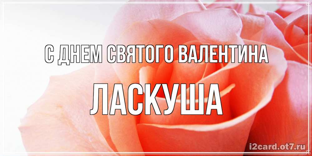 Открытка на каждый день с именем, ласкуша С днем Святого Валентина открытка на день Святого Валентина с розовой розой Прикольная открытка с пожеланием онлайн скачать бесплатно 