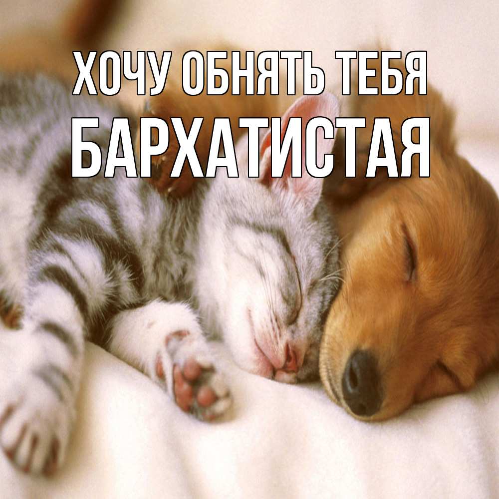 Открытка на каждый день с именем, Бархатистая Хочу обнять тебя пес и котенок Прикольная открытка с пожеланием онлайн скачать бесплатно 