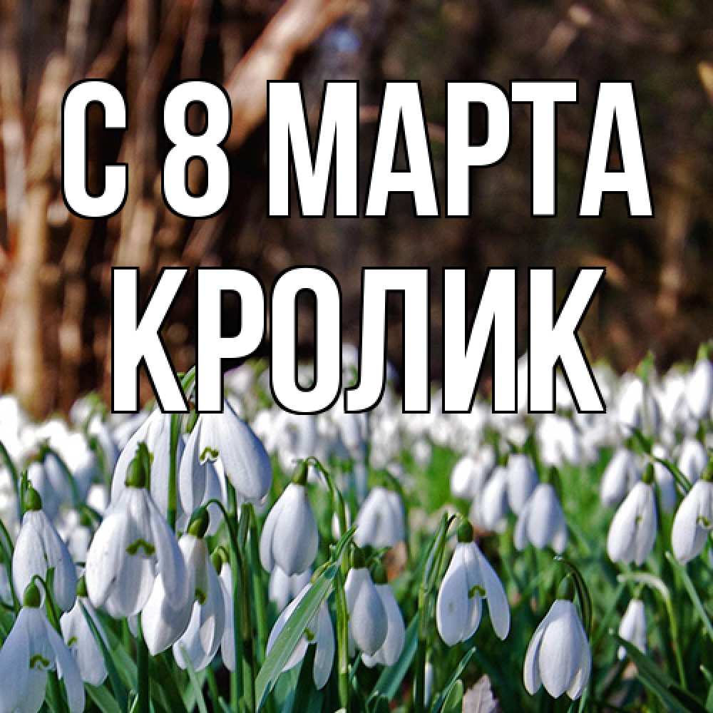 Открытка на каждый день с именем, кролик C 8 МАРТА с подснежниками 1 Прикольная открытка с пожеланием онлайн скачать бесплатно 