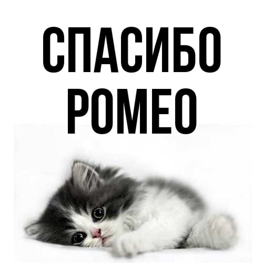 Открытка на каждый день с именем, Ромео Спасибо черный и белый кот Прикольная открытка с пожеланием онлайн скачать бесплатно 