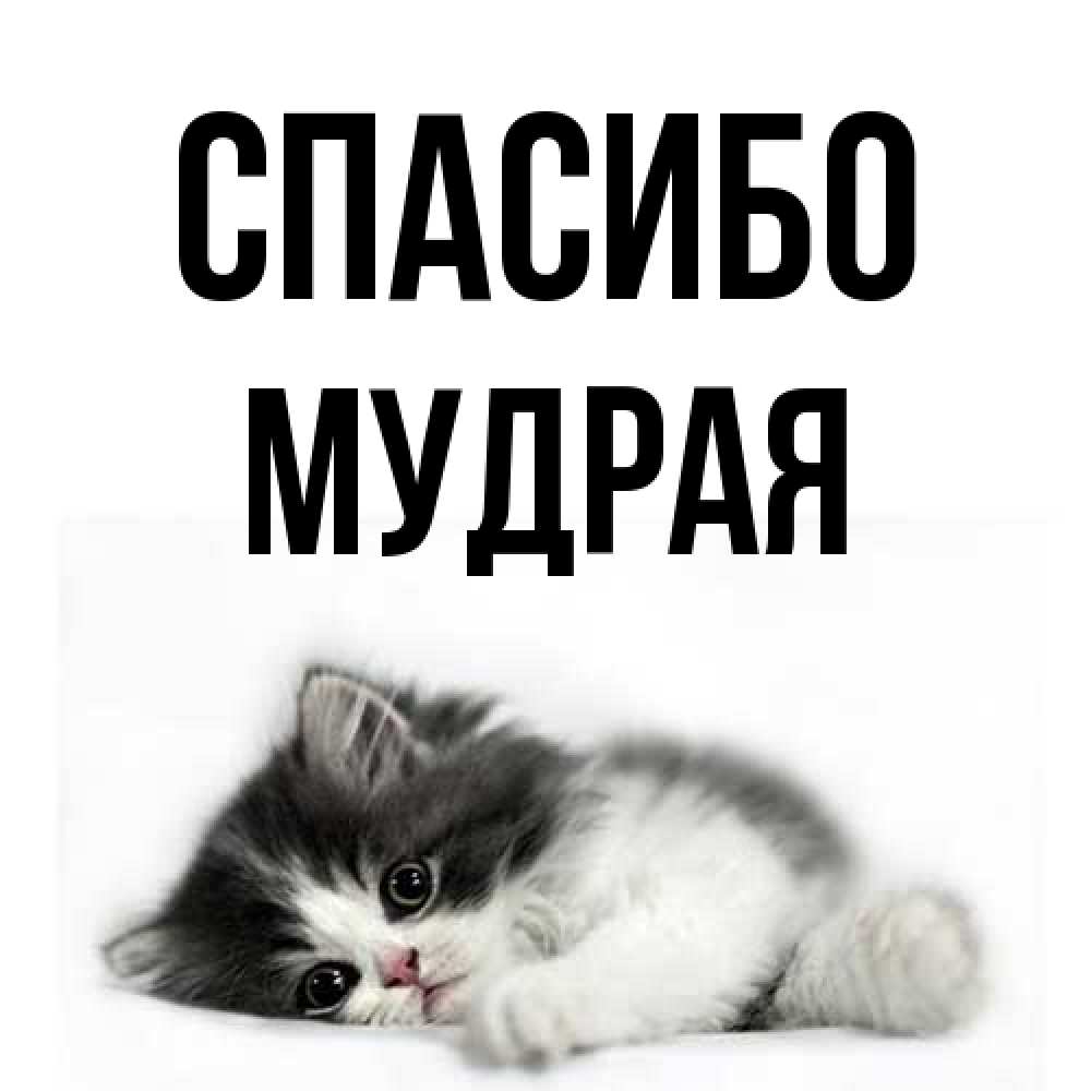 Открытка на каждый день с именем, мудрая Спасибо черный и белый кот Прикольная открытка с пожеланием онлайн скачать бесплатно 