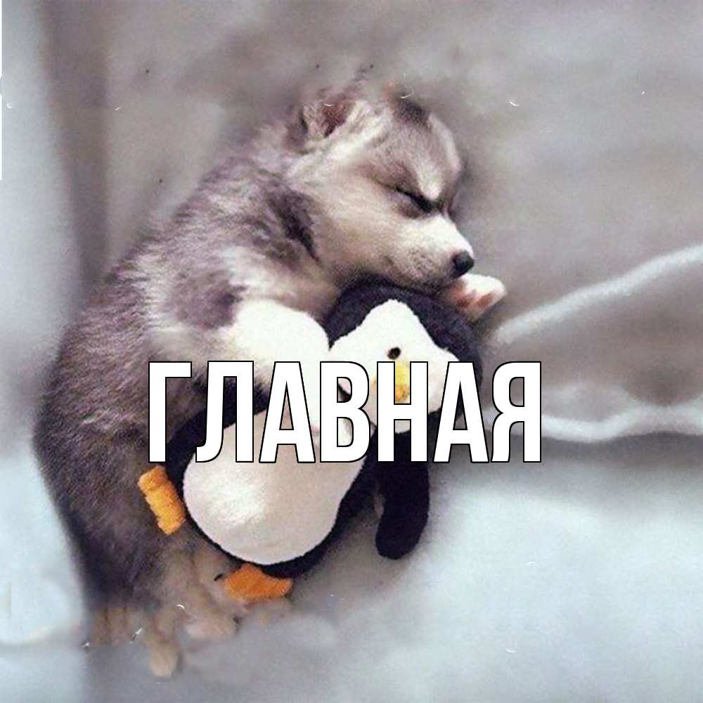 Открытка на каждый день с именем, Анна Главная обнимашки щенка и пингвина Прикольная открытка с пожеланием онлайн скачать бесплатно 