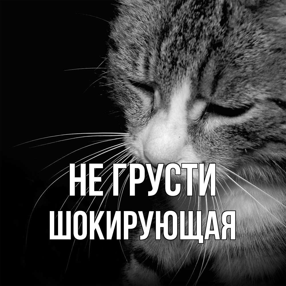 Открытка на каждый день с именем, Шокирующая Не грусти грустный котик Прикольная открытка с пожеланием онлайн скачать бесплатно 
